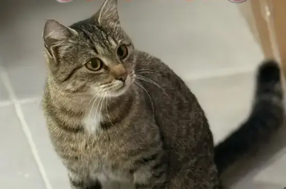 Найдена кошка, Воронеж, фото: Ласковая кошка найдена в Шилово, ул. Острогожская 164/4