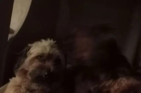 Пропала собака, Клин