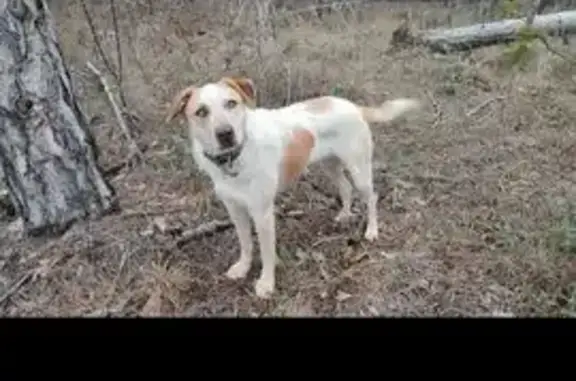 Найдена собака, Симферополь, фото: Собака найдена: 35К-005, Крым