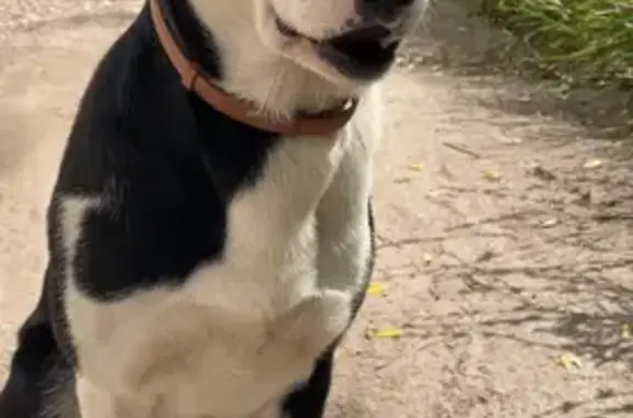 Пропала собака, Торховский про...