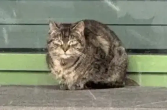 Найдена кошка, Санкт-Петербург, фото: Кошка найдена у столовой на Смоленке, СПб