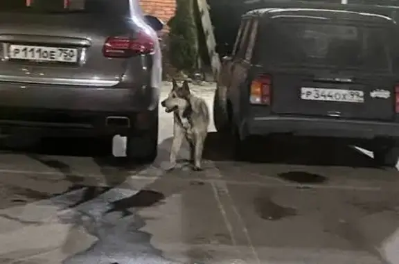 Найдена собака, Котельники, фото: Собака у магазина, Полевой проезд 1/1