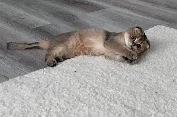 Пропала кошка, Уварово, Тамбовская обл.