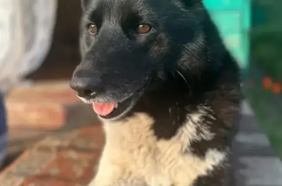 Пропала собака, Челябинск