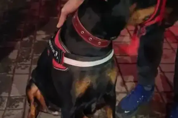 Найдена собака, Ростов-на-Дону, фото: Доберман найден на Металлургической, 108/2