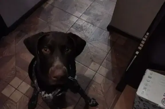 Найдена собака, Краснодар, фото: Курцхаар найден: Вост.-Кругликовская 72