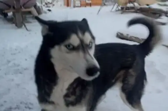 Собаки потеряшки, Энгельс, фото: Потеряшка хаски, Приволжский, Саратовская обл.