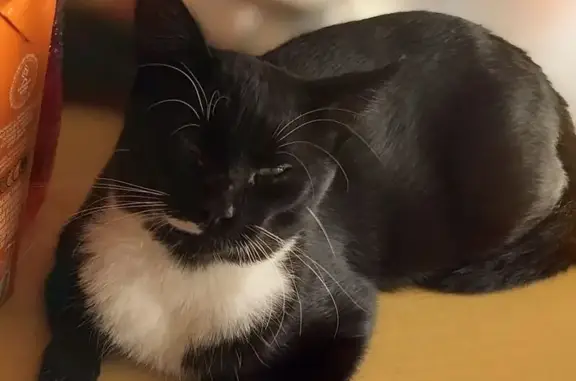 Кошки потеряшки, Лида, фото: Потеряшка кошка, ул. Богдановича, Лида