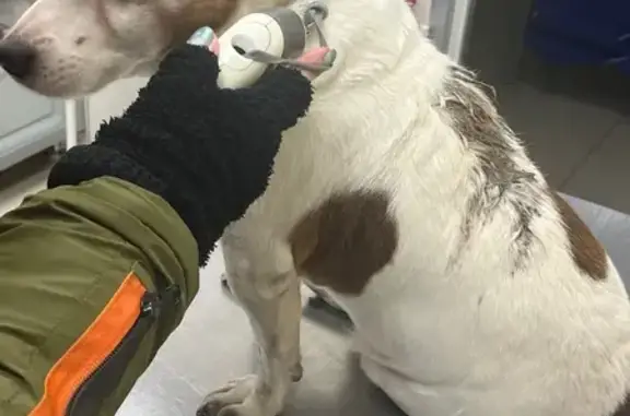 Найдена собака, Москва, фото: Собака найдена: Кировоградский проезд, Москва