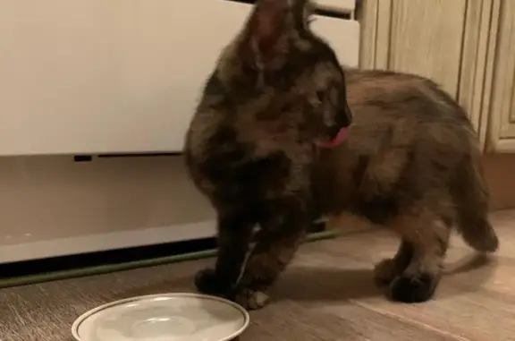 Найдена кошка, Иваново, фото: Кошка найдена, пр. Текстильщиков, Иваново