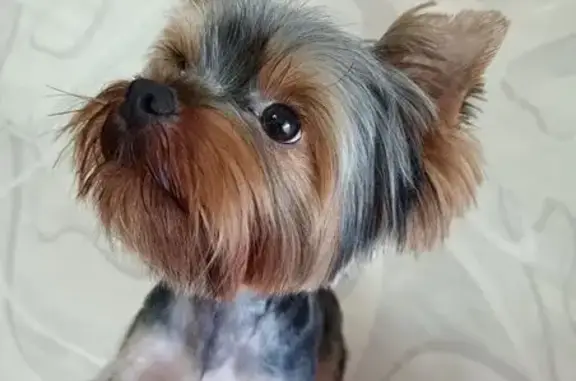 Пропала собака, пр. Ленина 7, Серково