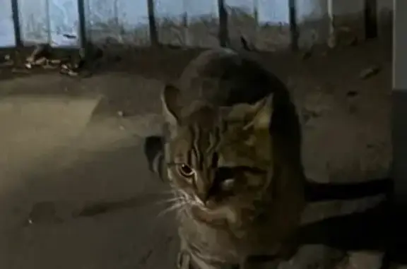 Найдена кошка, Тамбов, фото: Кошка найдена у Пятёрочки, Менделеева 3А