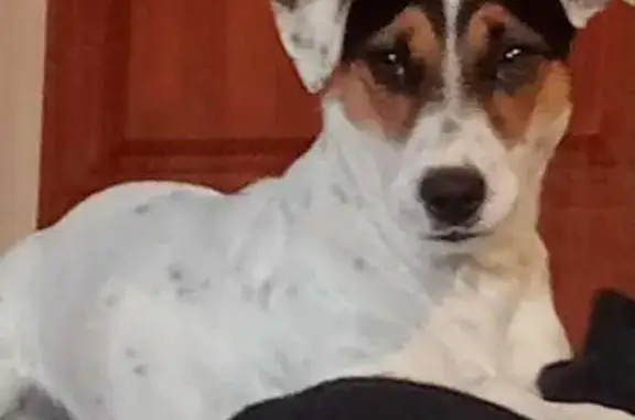 Пропала собака, Туапсе, пер. Калараша 143