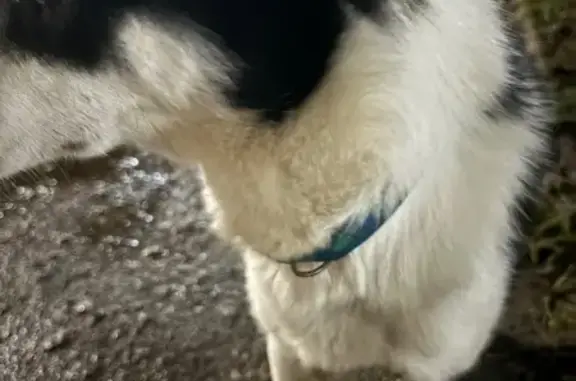 Найдена собака, Иваново, фото: Найдена собака на Южном шоссе, 6Б, Шуя