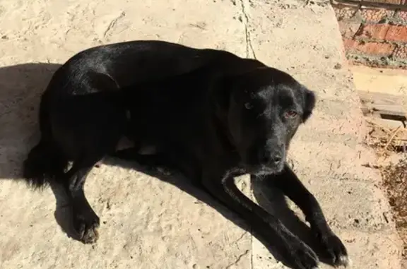 Ласковая собака найдена в Ростовской области