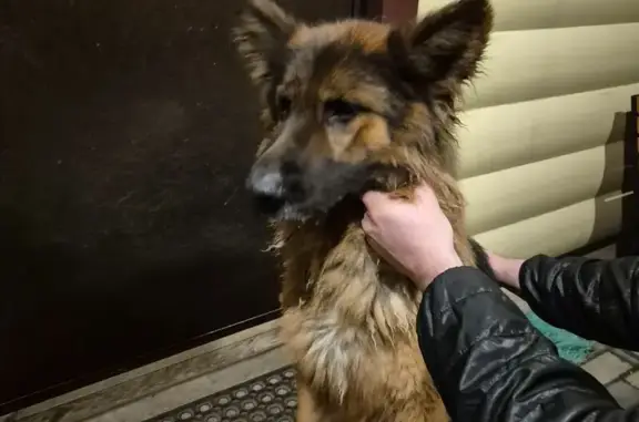 Найдена собака, Истра, фото: Овчарка найдена в Ананово, 46Н-02861