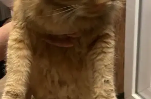 Найдена кошка, Павловск, фото: Кошка найдена, КП Новый Павловск, СПб.