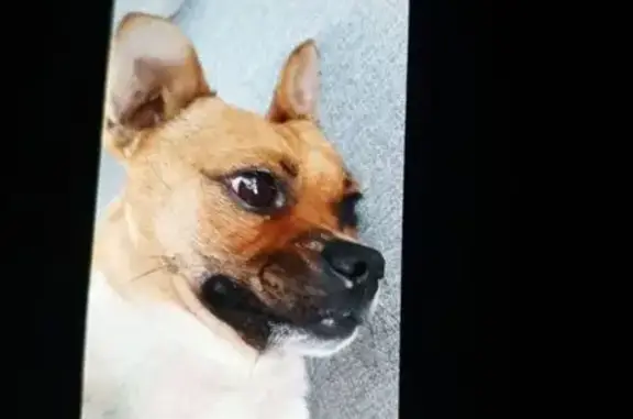 Пропала собака, ул. Толстого 34А, Северская