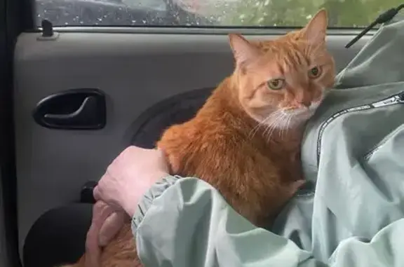 Пропала кошка, 2-я Нижне-Заводская, 8