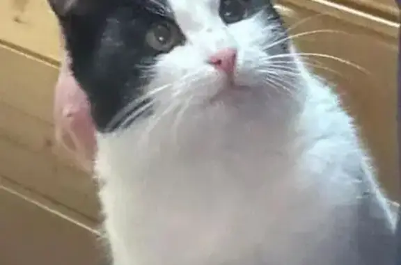 Пропала кошка, Юго-западное шо...