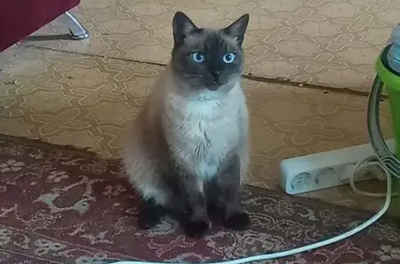 Пропала кошка, Ноябрьская 54, Оренбург