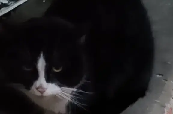 Найдена кошка, Санкт-Петербург, фото: Кошка найдена: Разъезжая ул. 42/34 литА