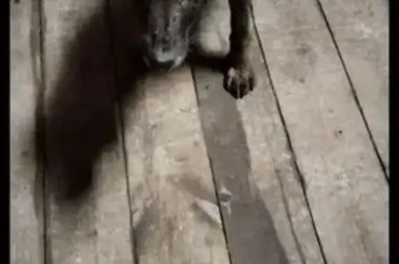 Пропала собака в Суромне, Владимирская обл.