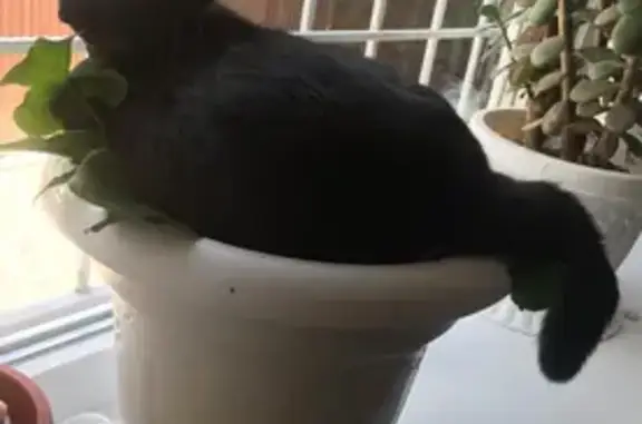 Кошки потеряшки, Горячеводский, фото: Потеряшка кошка, ул. Геологов 14, Горячеводский