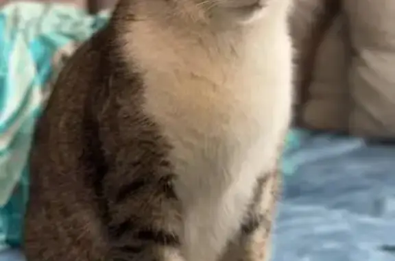 Пропал кот Барсик, ул. Сахарова, 1А, Казань