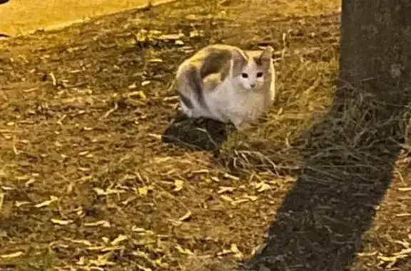 Найдена кошка, Долгопрудный, фото: Трехцветная кошка найдена на Парковой 32а
