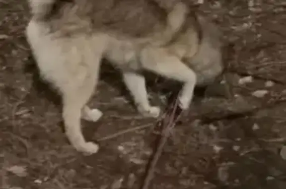 Найдена собака, Саратов, фото: Собака найдена: Рябиновская ул., 8, Саратов