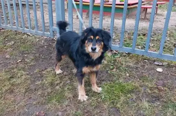 Найдена собака, Москва, фото: Собака найдена, Митинская ул., Москва