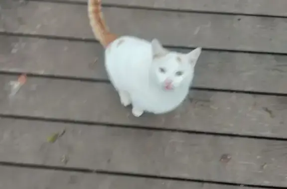 Найдена кошка, Тула, фото: Кошка найдена на ул. Демьянова, Тула