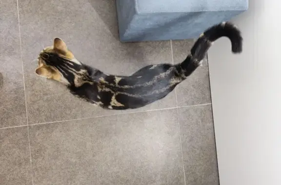 Найдена кошка, Армавир, фото: Кошка найдена на Толстого, 27 в Анапе