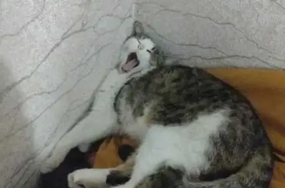 Пропала кошка, Орловская обл.