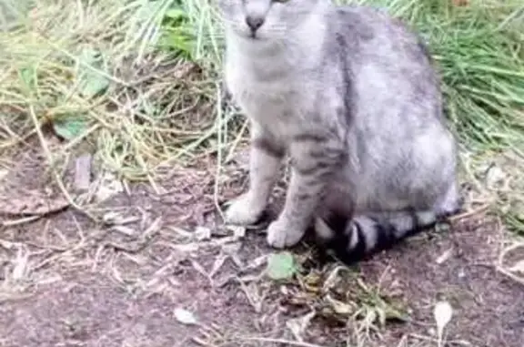 Пропала кошка на ул. Орджоникидзе, Тверь