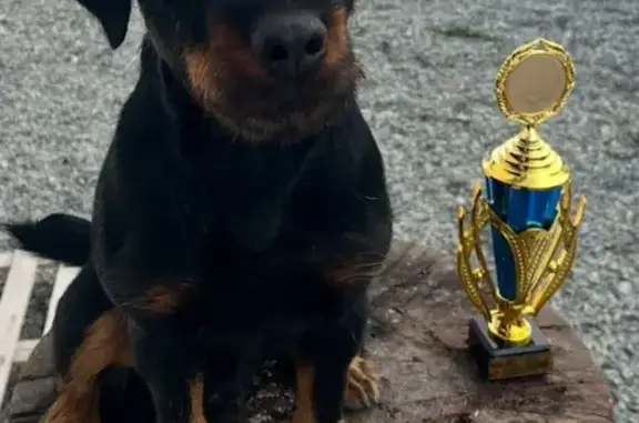 Пропала собака, Северский район, звоните!