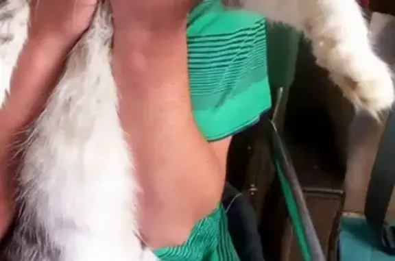 Пропала кошка в Химках, МО