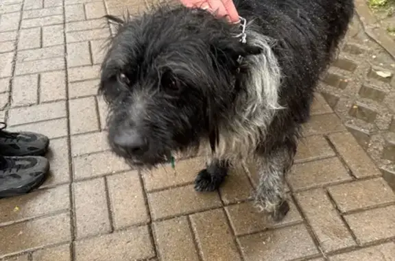 Найдена собака, Мурино, фото: Собака найдена на Школьной 3, Мурино