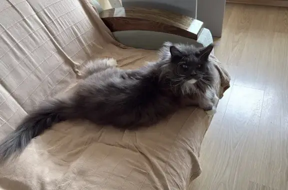 Пропала кошка, Набережная ул. 21, Долгопрудный