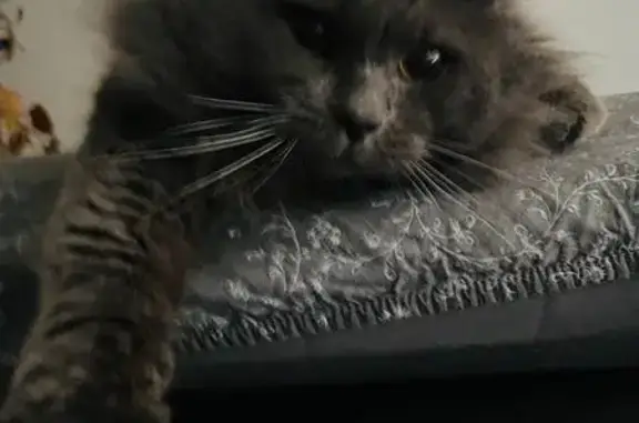 Пропала кошка, ул. Декабристов, 51