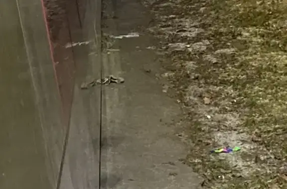 Найдена кошка, Чебоксары, фото: Кошка найдена у кафе, Московский пр., 17