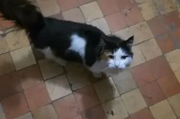 Найдена кошка, Бугульма, фото: Кошка найдена, ул. Тухачевского, 6, Бугульма