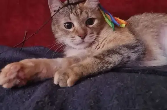 Найдена кошка, Москва, фото: Найдена кошка: 11-я Парковая, 36 с2, Москва