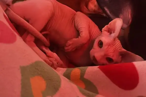 Пропала кошка, б-р Космонавтов, 28, Тольятти