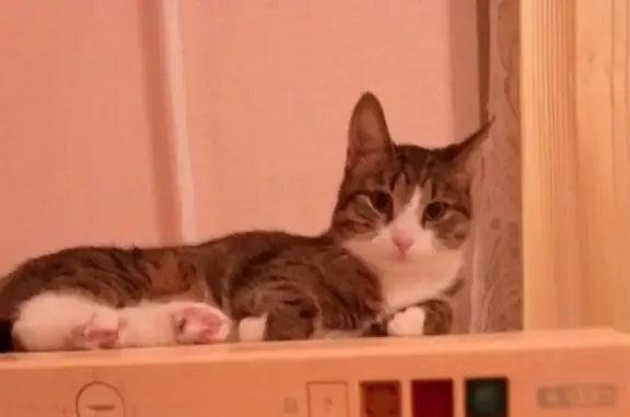 Пропала кошка, Некрасова 11, Лобня