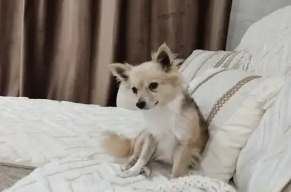 Пропала собака, б-р 60-летия Октября, 23 к2