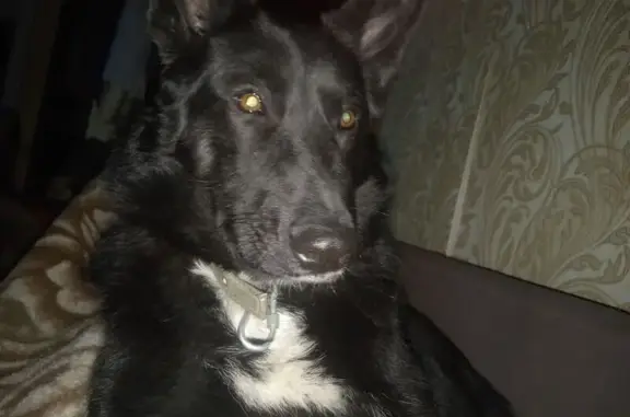 Собаки потеряшки, Калининград, фото: Потеряшка собака, Калининград, обл.