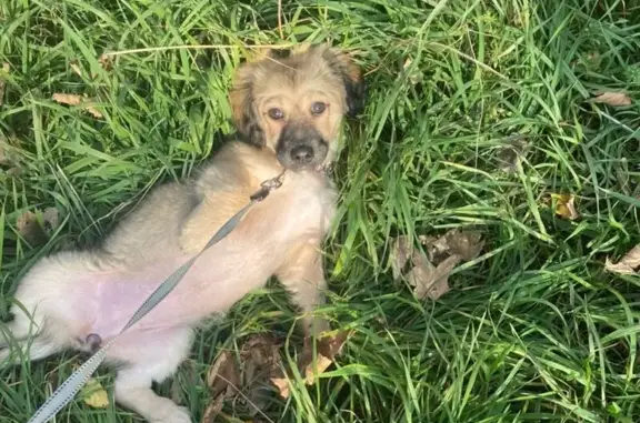 Пропала собака, Ленина 397/1, Ставрополь