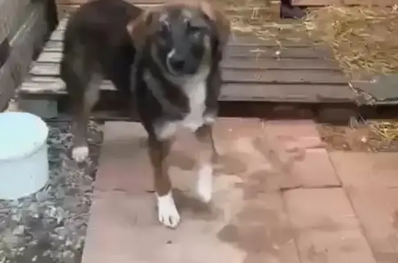 Пропала собака, Лермонтов, Ставрополье